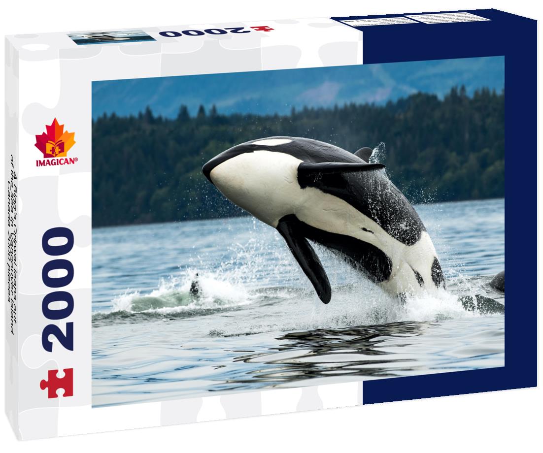 A Bigg's Orkwal leaps out of the sea in Vancouver Island, Canada 2000pc Puzzle