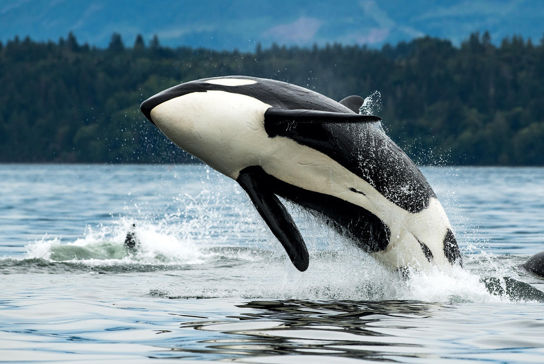 A Bigg's Orkwal leaps out of the sea in Vancouver Island, Canada 2000pc Puzzle