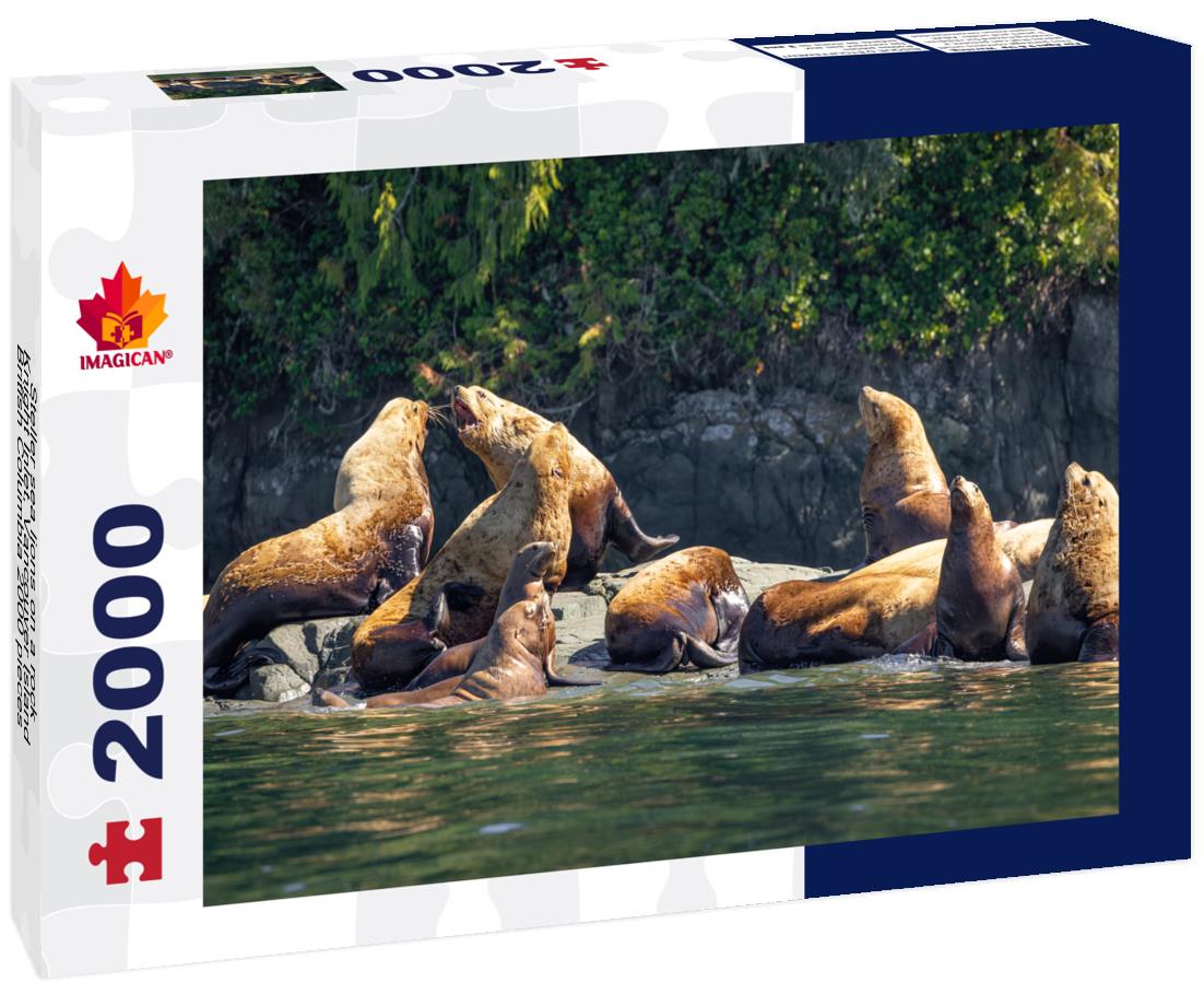 Steller sea lions on a rock, Knight Inlet, Vancouver Island, British Columbia 2000pc Puzzle