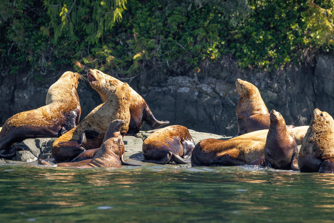Steller sea lions on a rock, Knight Inlet, Vancouver Island, British Columbia 2000pc Puzzle