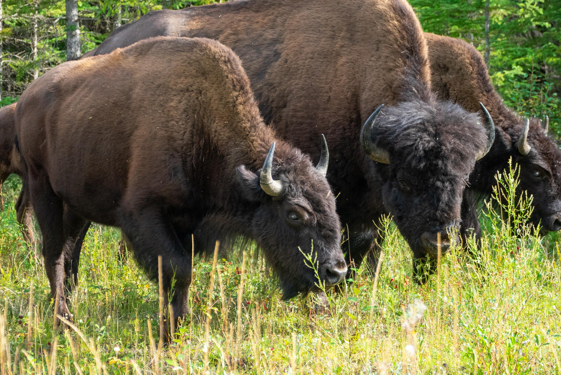 Wood bison in the wildlife park Wood Bison, in the Northwest Territories and Alberta 2000pc Puzzle