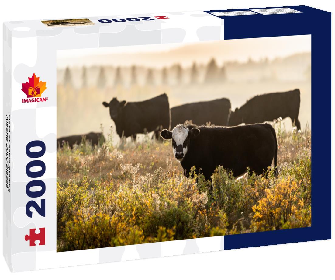 Herd of cattle grazing, Alberta 2000pc Puzzle