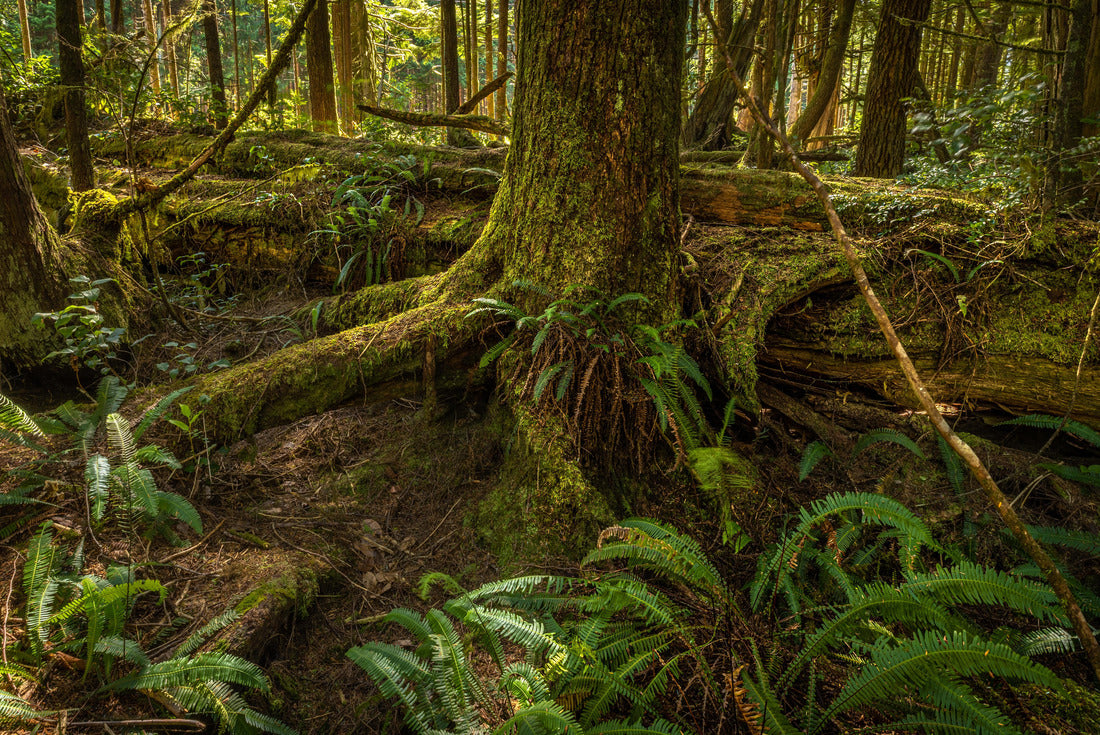 Moss and fern in the rainforest. Pacific Rim National Park in Vancouver Island, BC 2000pc Puzzle