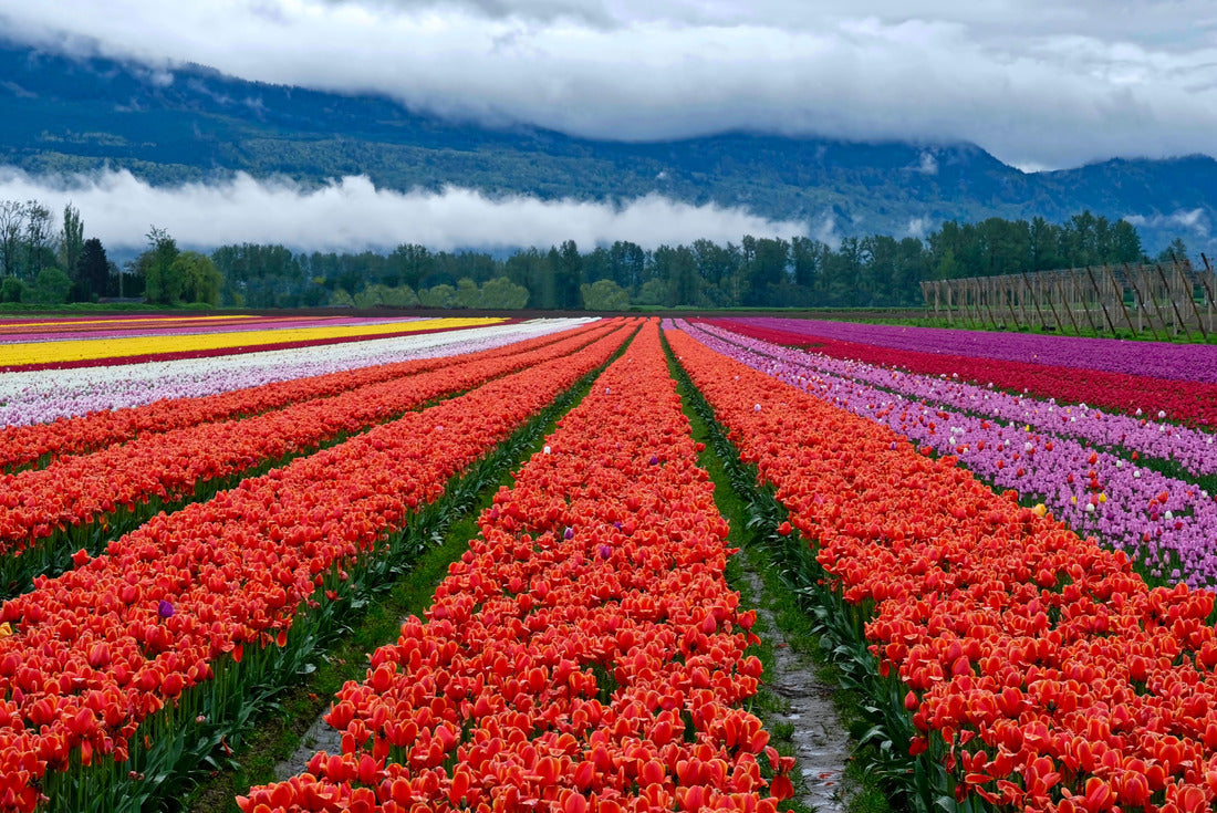 Tulip festival in Chilliwack, Tulip fields in Fraser Valley near Vancouver, BC 2000pc Puzzle