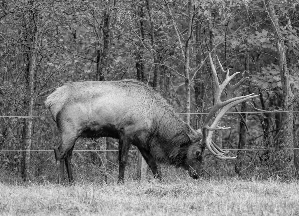 Bull Elk Grazing in the Boxley Valley of Arkansas in Autumn in black white