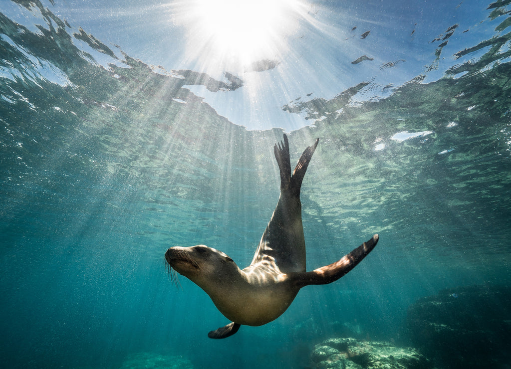 Beautiful shot of a California sea lion seal enjoying the rays of the sun in Baja California, Mexico