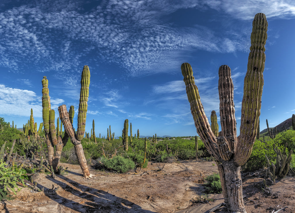 Baja California Sur giant cactus in the desert, Mexico