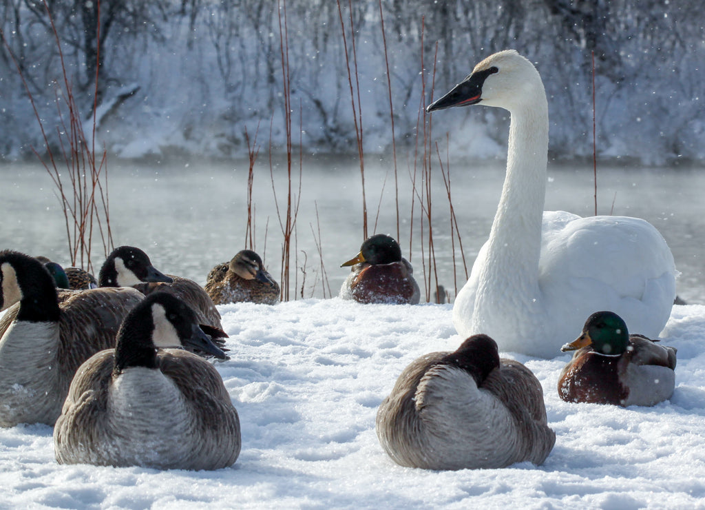 White swan sitting in the snow with ducks and geese at Fergus Falls, Minnesota