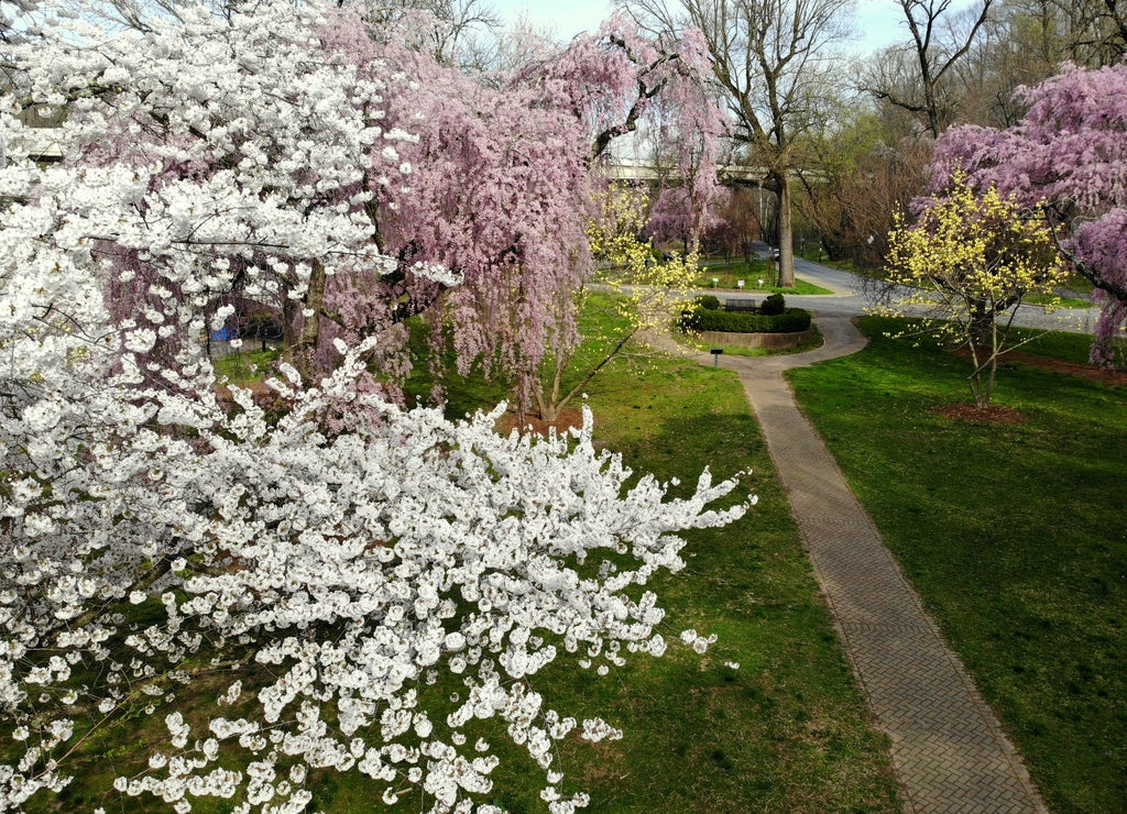 Beautiful white and pink cherry blossom at Brandywine Park, Wilmington, Delaware, U.S.A