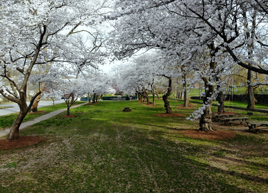 The view of white cherry blossom flowering trees at Brandywine Park, Wilmington, Delaware, U.S.A