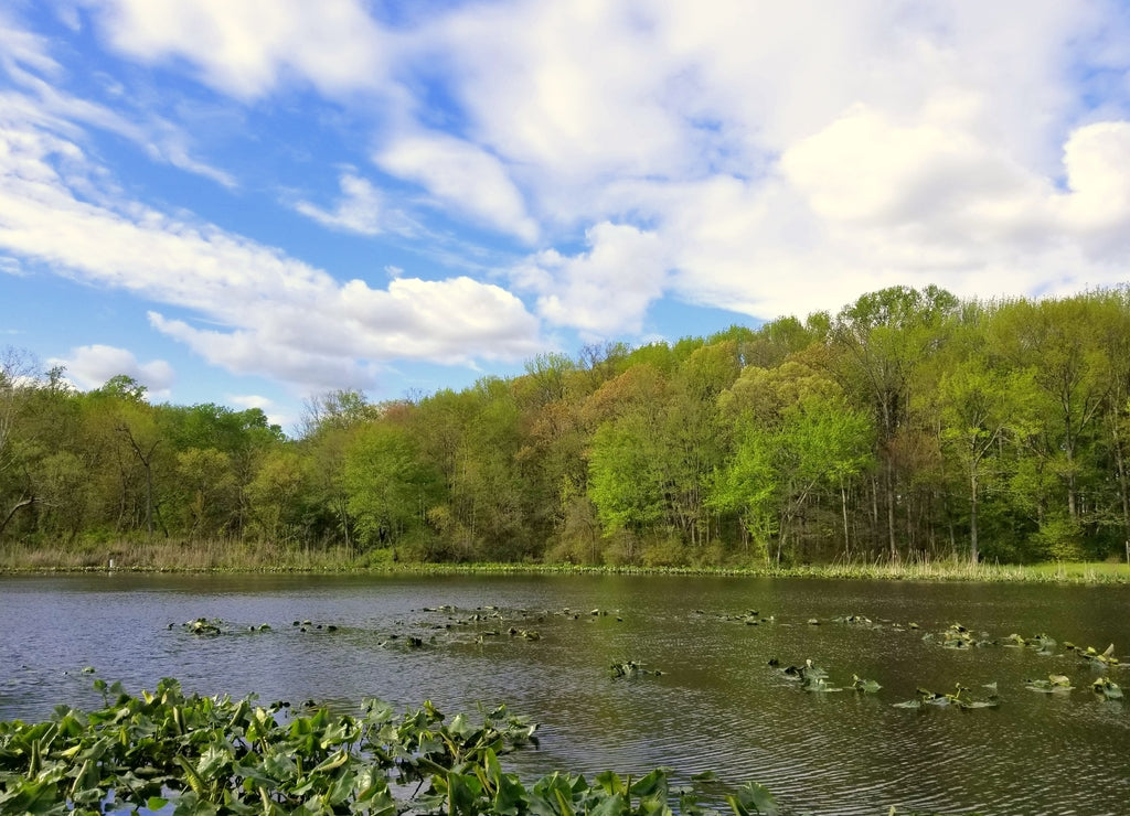 The view of the water plants and trees at Folley Pond by Banning Park, Wilmington, Delaware, U.S.A