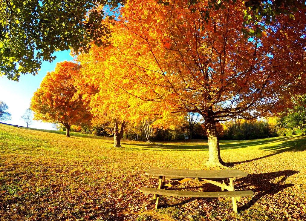 Beautiful fall foliage by a picnic table near Brandywine Creek State Park, Wilmington, Delaware, U.S.A