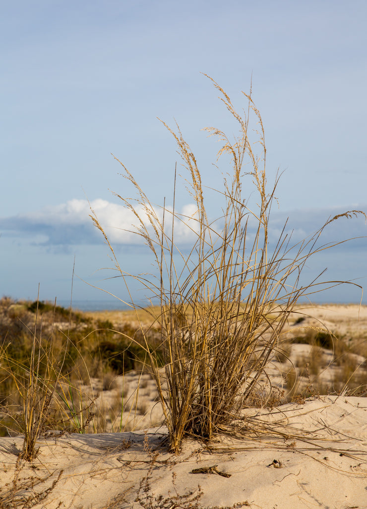 autumn grass and plant life on the beachh dunes in southern delaware sussex county cape henlopen lewes