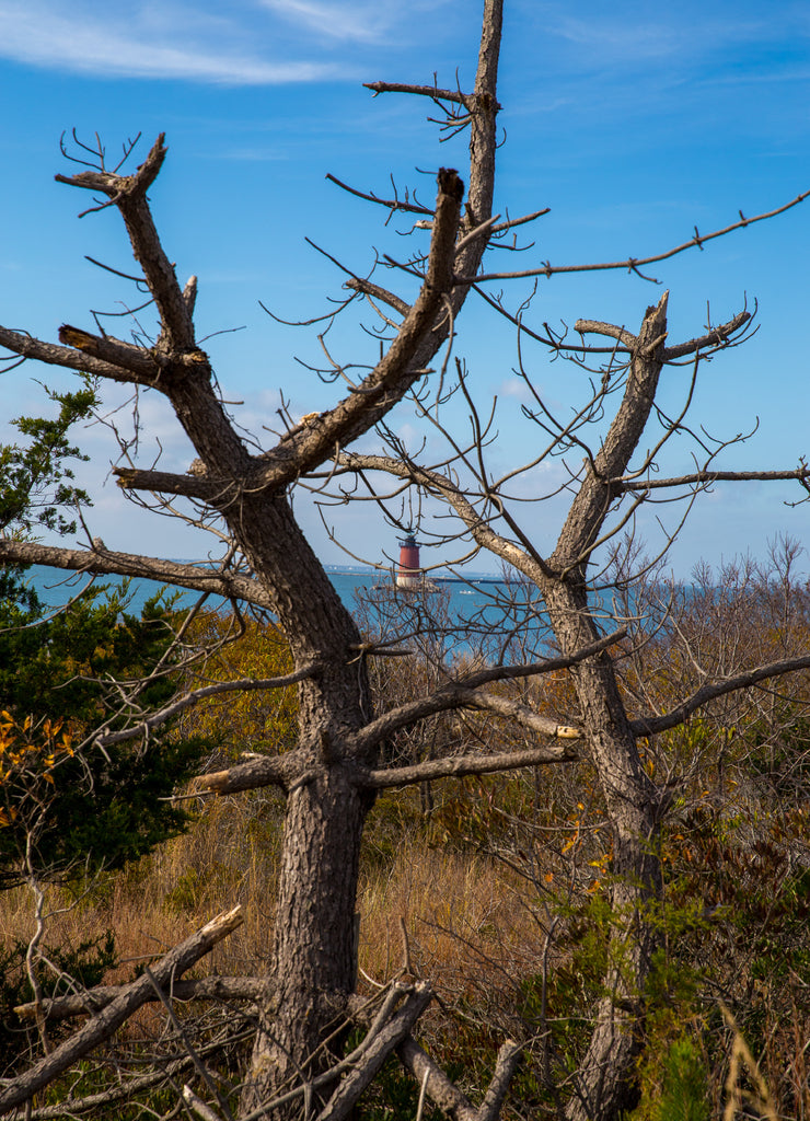 view of light house through pines at cape henlopen delaware sussex county