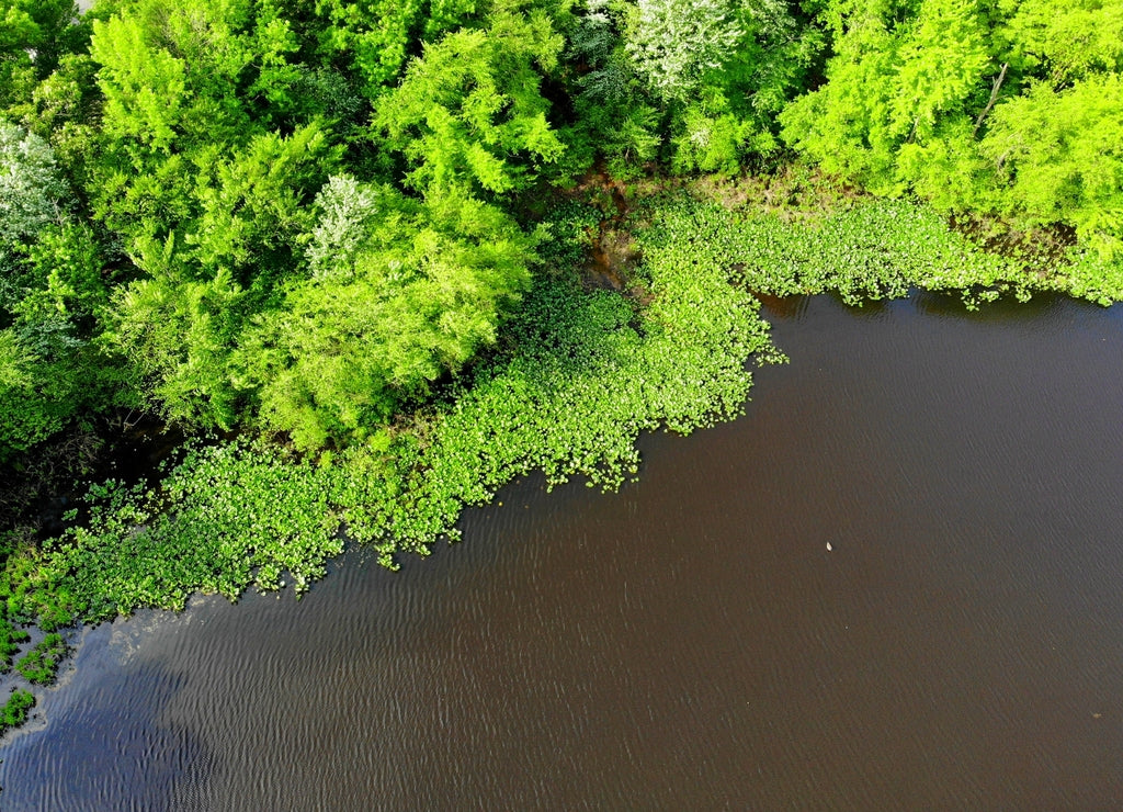 The aerial view of the green trees and water plants along Becks Pond, Newark, Delaware, U.S.A