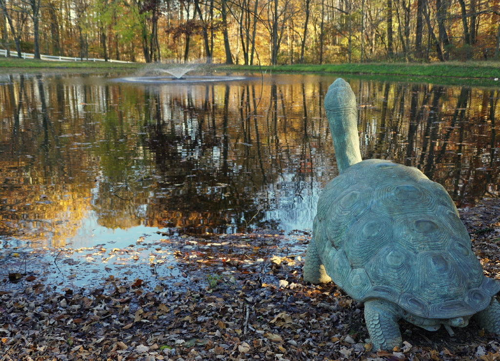 A large turtle by a pond near Carousel Park, Pike Creek, Delaware, U.S