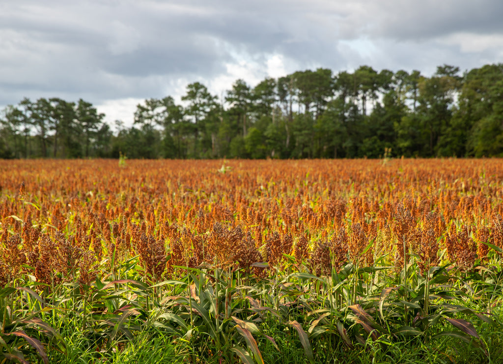 Southern Delaware Sussex county sorghum field