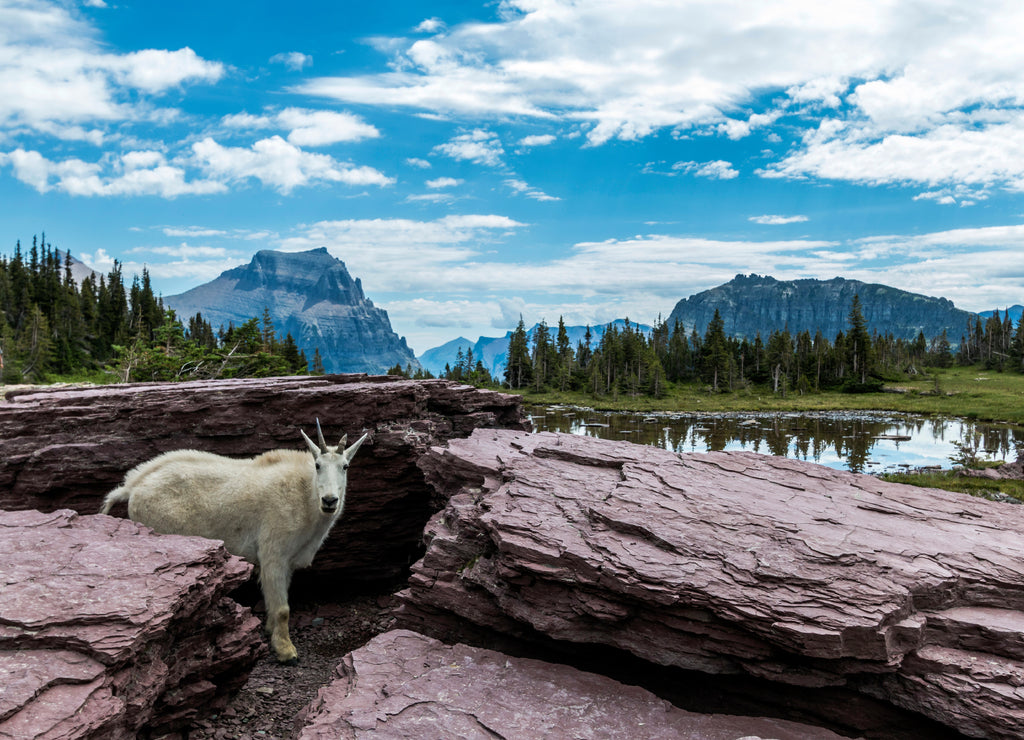 Views from the Hidden Trail in Glacier national park in Montana during summer. wild flowers, towering Bear Hat Mt and Mt . Reynolds can be seen in this hike