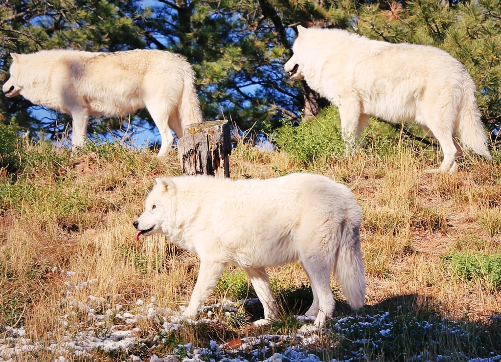 Wolf Pack in South Dakota