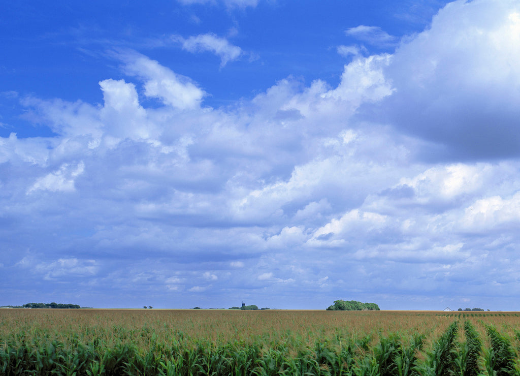 USA, Kansas, Cheyenne County. A vast cornfield lies under a perfect summer sky in Cheyenne County, Kansas