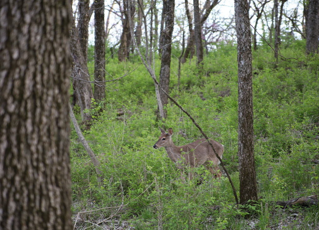 Deer walking in the forest at Ernie Miller Nature Center in Olathe, Kansas