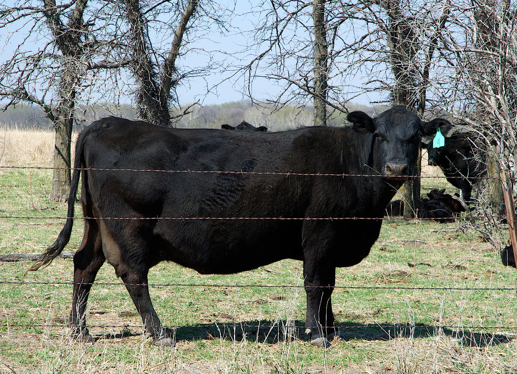 Black Angus cattle grazing in pasture in Lyon County Kansas