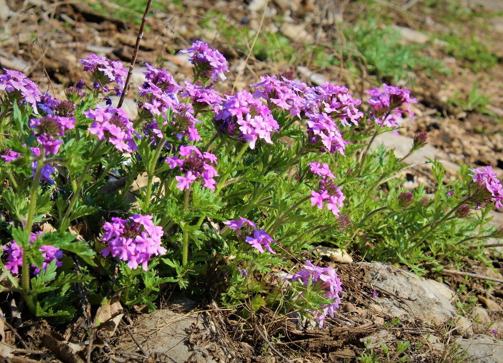 Elk River Hiking Trail near Independence, Kansas.