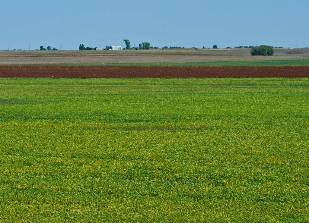 USA, Kansas, Minneapolis. Soybean field