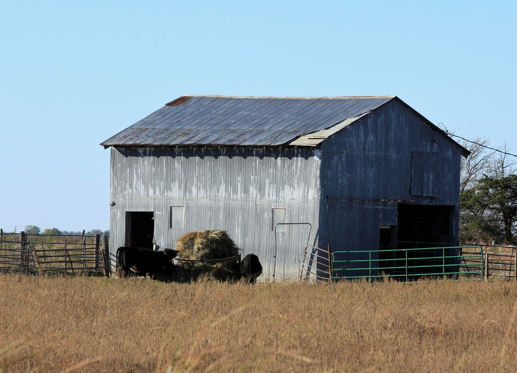 Shed with a blue sky,tree's,and cows with a hay bale in a corral. That's south of Lyons Kansas USA out in the country