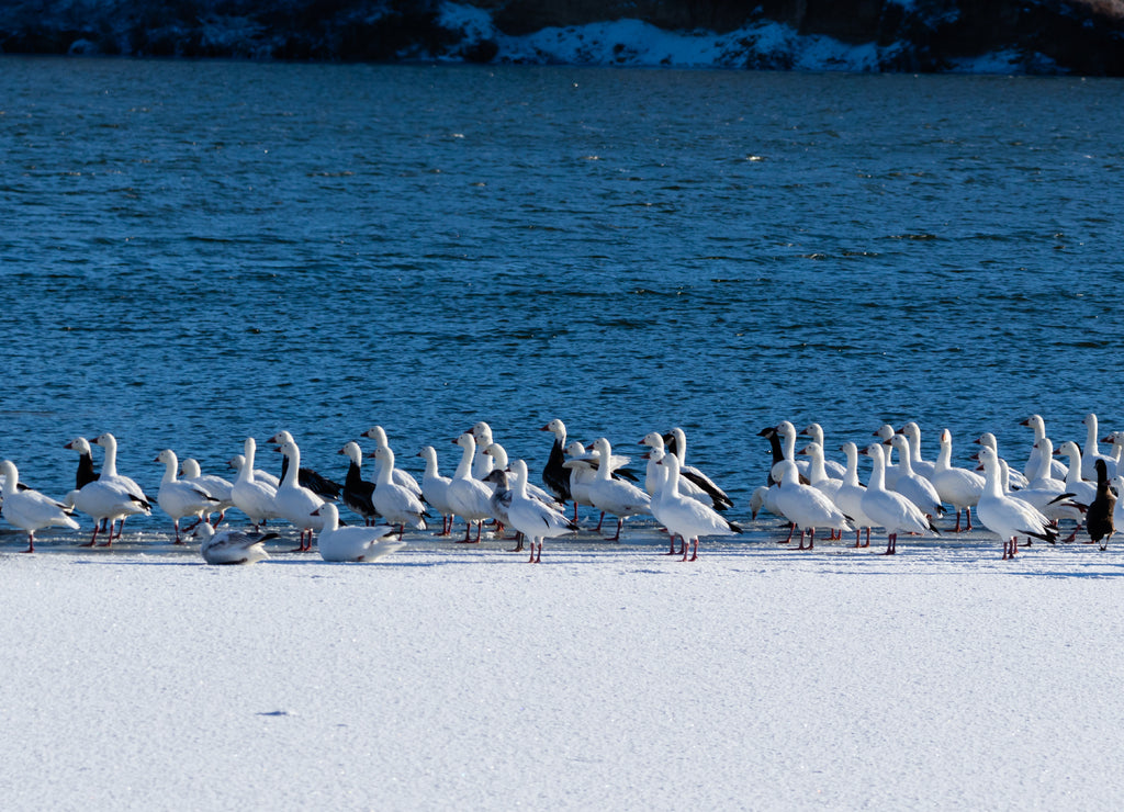 A flock of Snow Geese on a frozen lake in Scott City Kansas