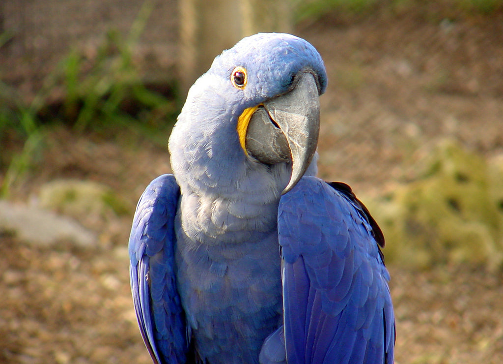blue parrot @ sedgwick county zoo, Kansas