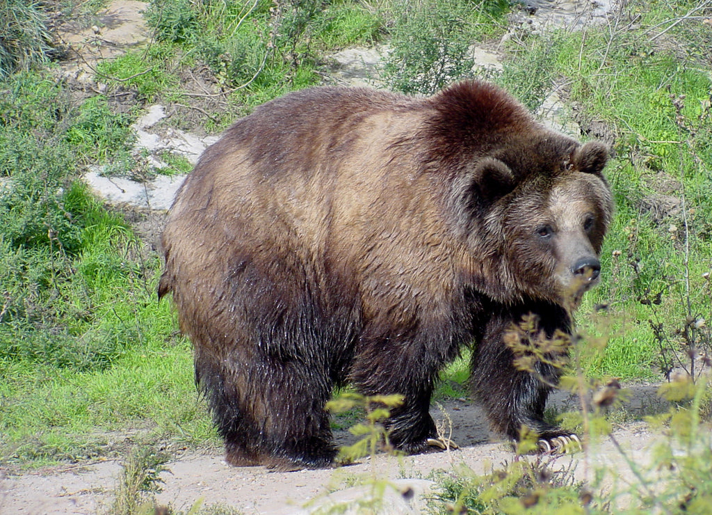 grizzly bear @ sedgwick county zoo Kansas