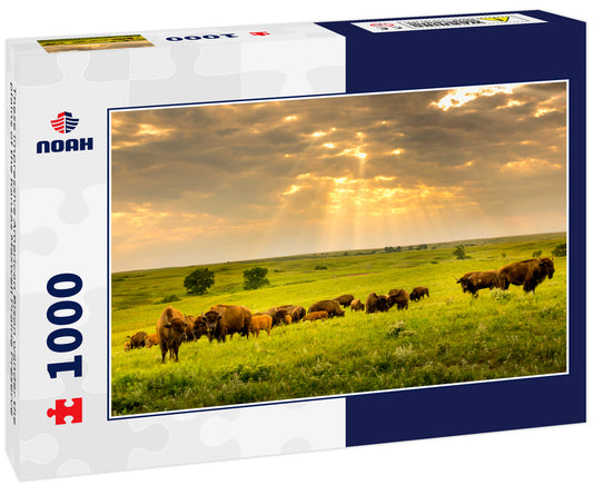 These impressive American Bison wander the plains of the Kansas Maxwell Prairie Preserve
