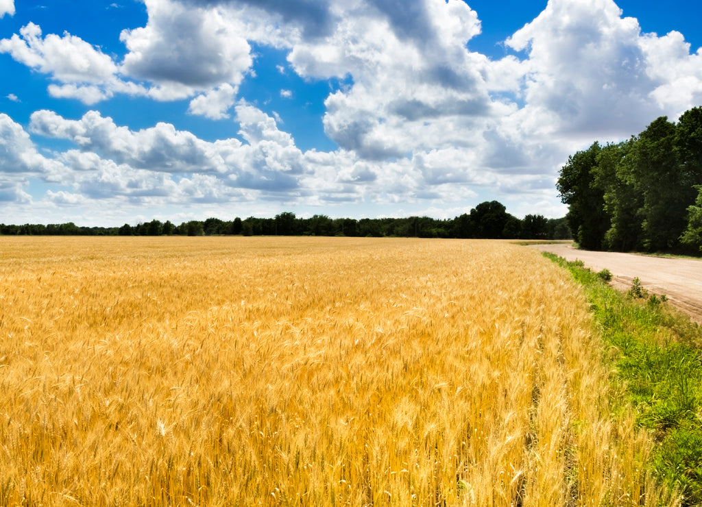 Blue Sky and Golden Kansas Wheat Field