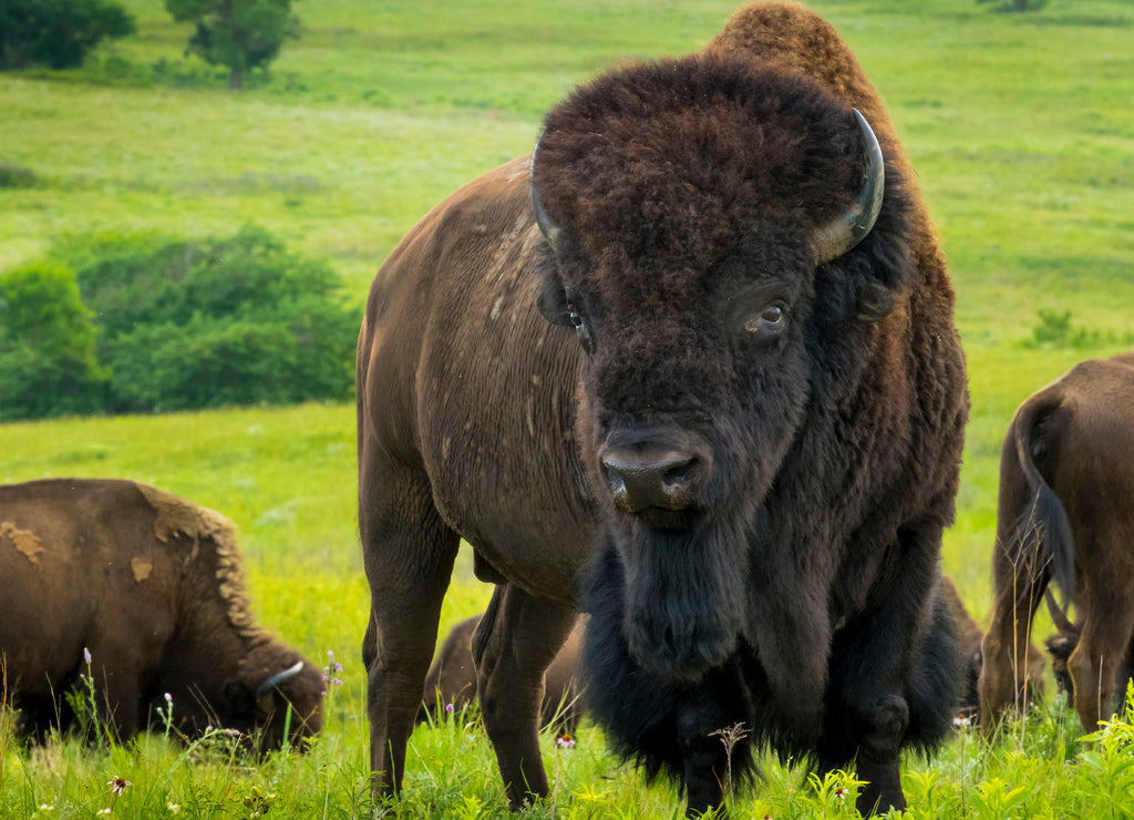 This impressive American Bison Portrait illustrates its sheer size and power. Photographed on the Kansas Maxwell Prairie Preserve