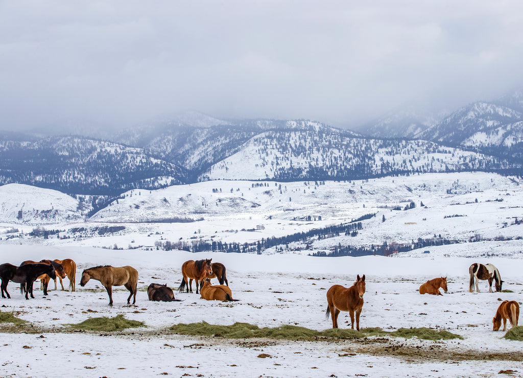 Winter at the horse ranch in the mountains of Eastern Washington state