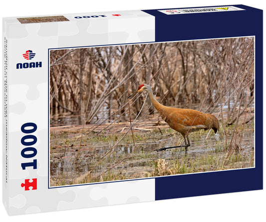 Sandhill crane in wet meadow.Natural scene from Wisconsin