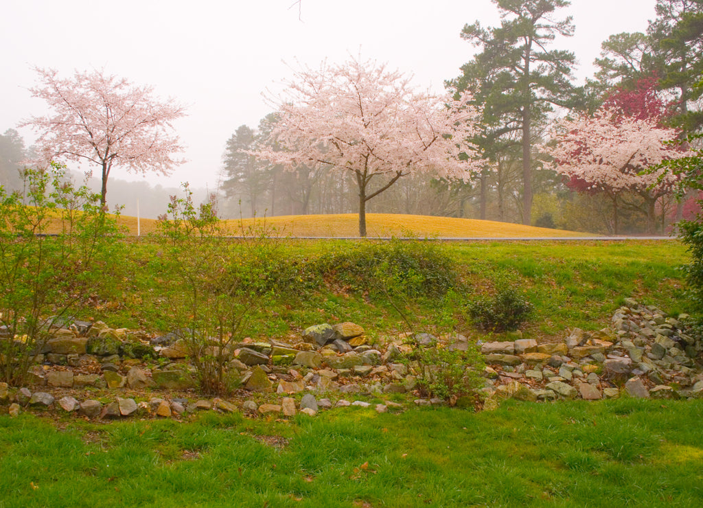 Flowering Spring Trees, Arkansas