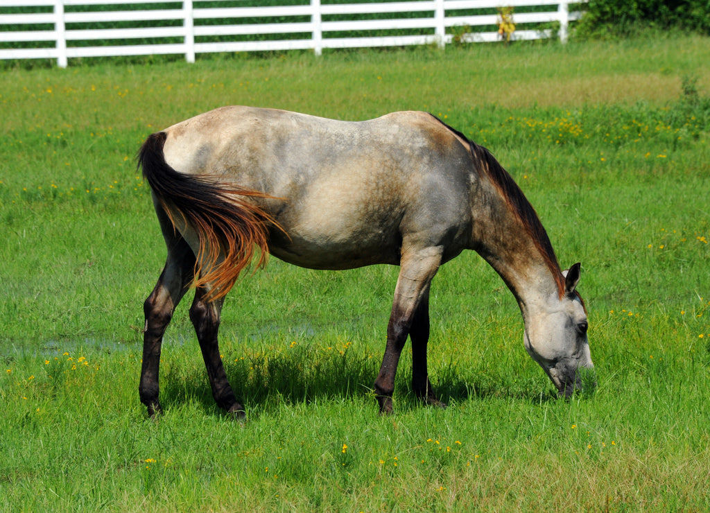 Arkansas Horse Grazing Grass