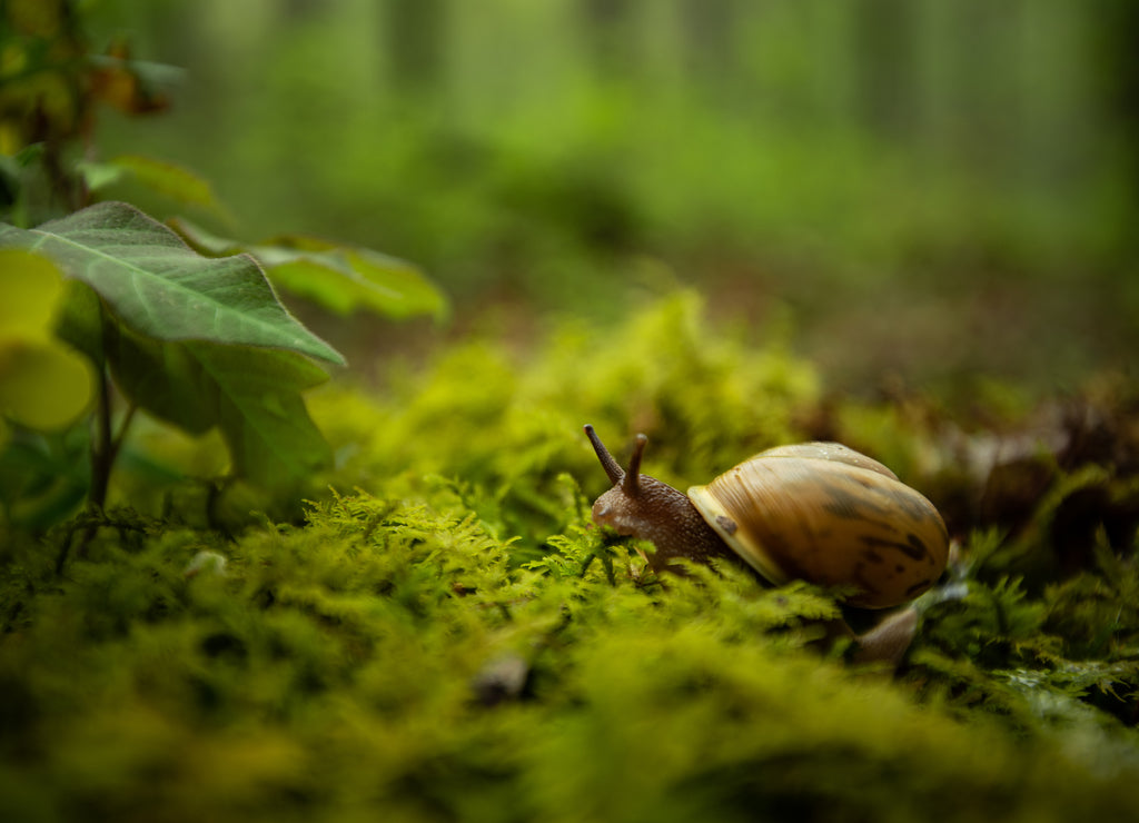 A slow snail crawls along the lush green moss of the Ozark mountain forest in Arkansas in early Spring