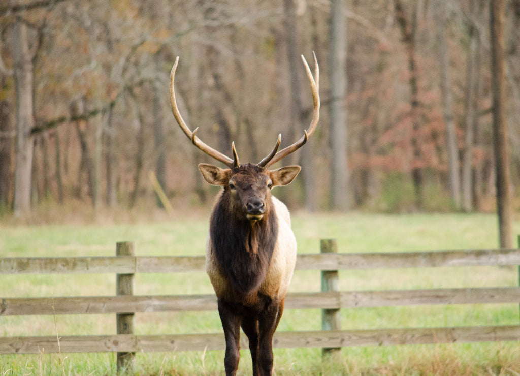 Arkansas Bull Elk