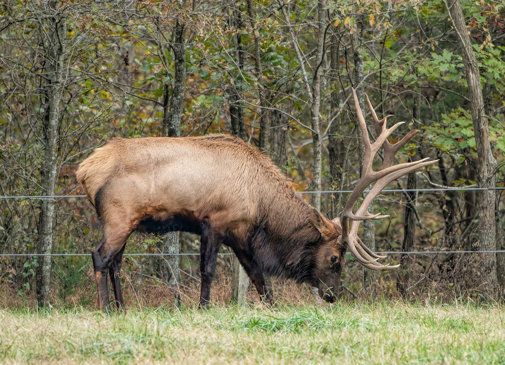 Bull Elk Grazing in the Boxley Valley of Arkansas in Autumn