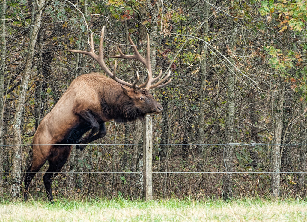 Elk Bull Jumping Fence in Boxley Valley of Arkansas