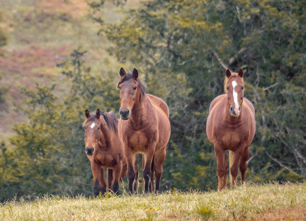 Three Horses standing on a hill at Proud Spiritr Horse Rescue, Arkansas
