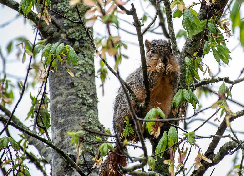 Red squirrel eating in Hot Springs, Arkansas USA