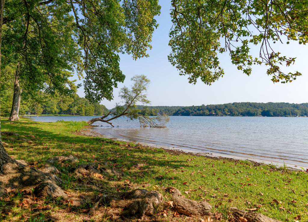 Lakeshore view under a tree on a sunny day in Little Rock, Arkansas