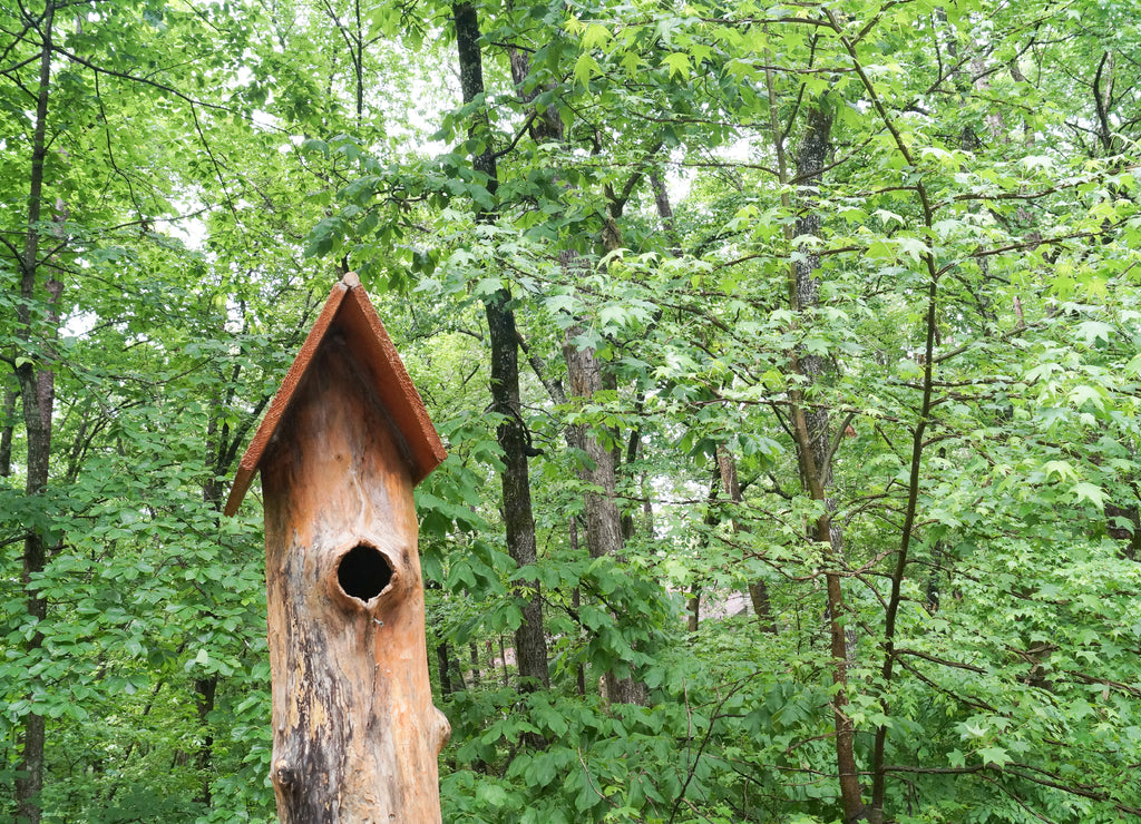Ouachita Forest Birdhouse, Arkansas