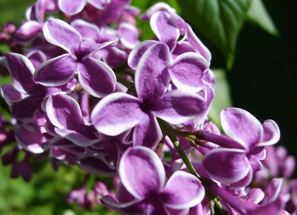 Closeup of a purple lilac bush with flowers in full bloom, spring, Ouachita Mountains, Arkansas