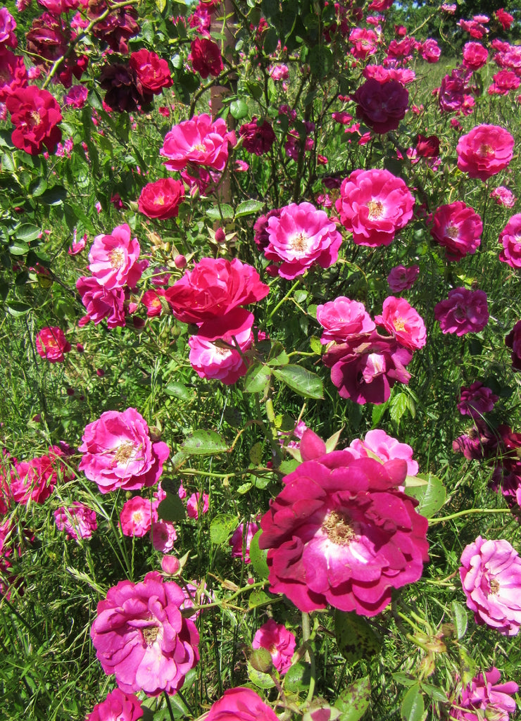 A wild rose bush blooming in a pasture, Ouachita Mountains, Arkansas