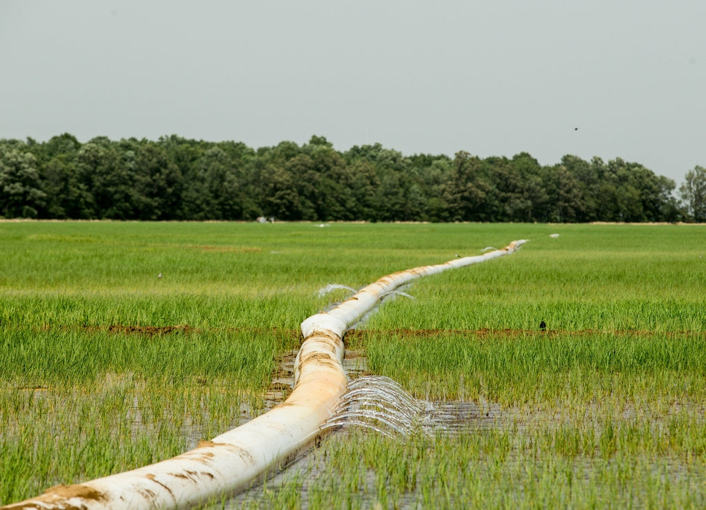 Rice field irrigation in Arkansas